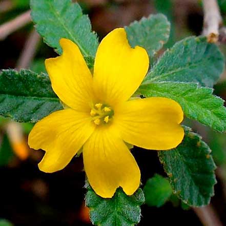 Damiana
